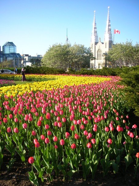 Tulip Festival | Downtown Ottawa B&B